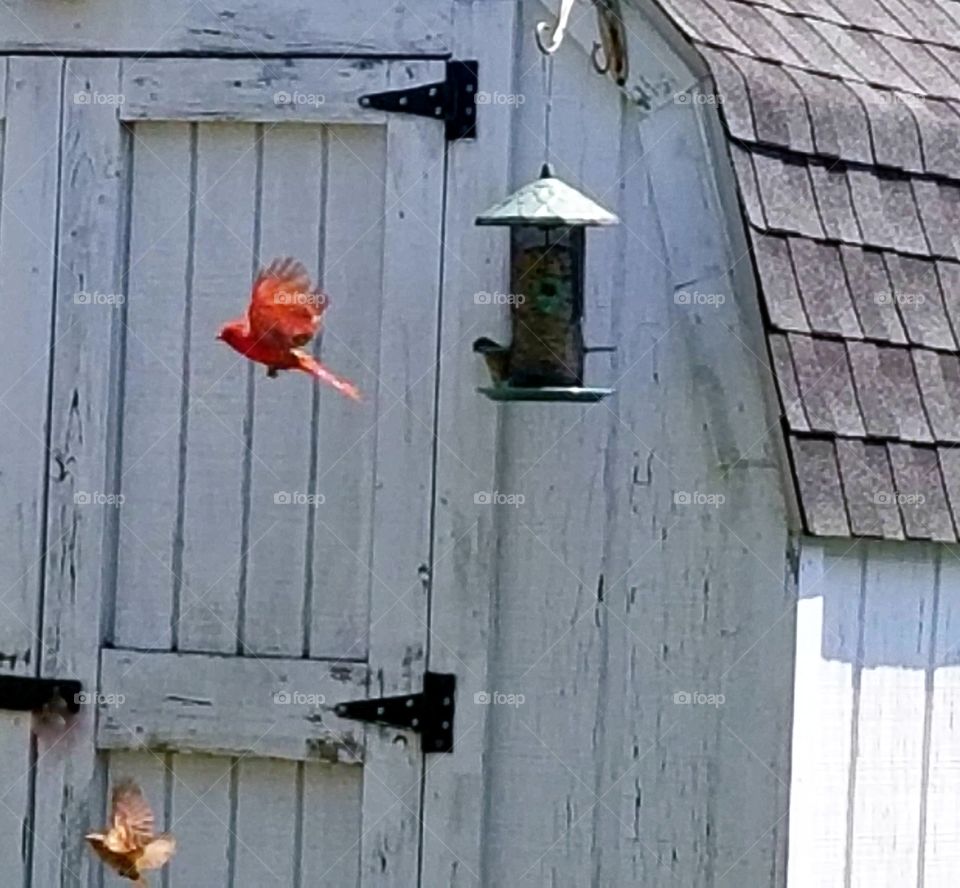 Cardinal snacking in our backyard.