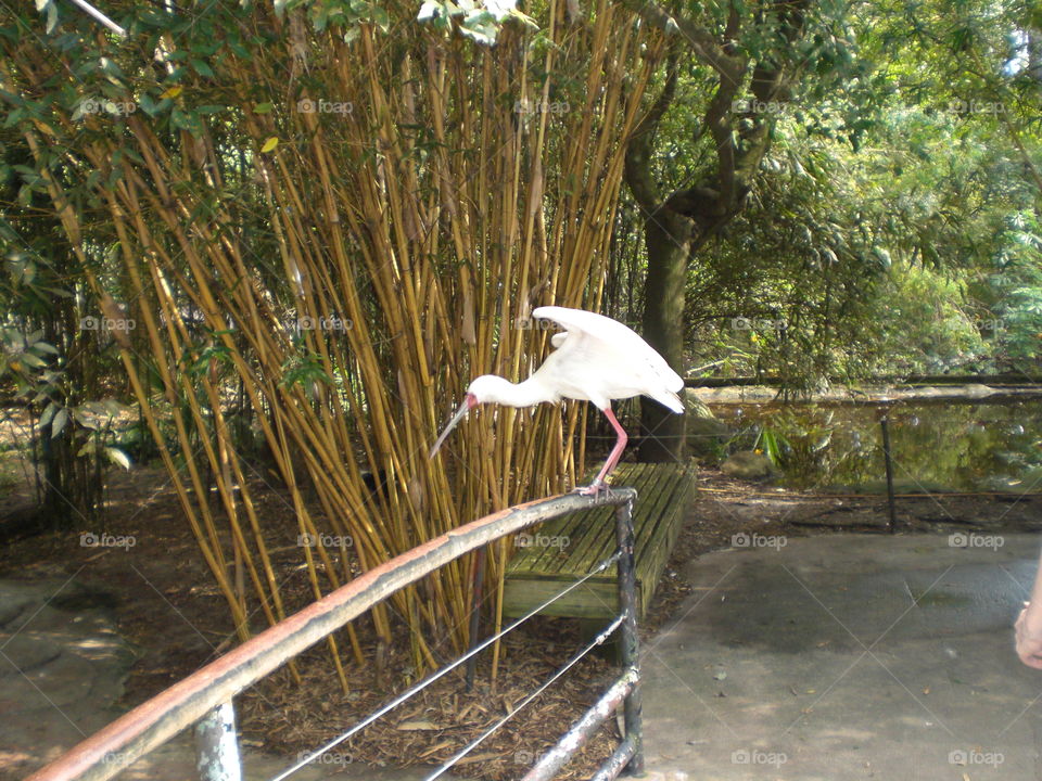 African Spoonbill in motion