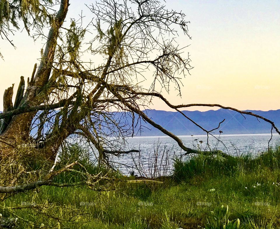 Odd shaped tree branches shaped around ocean backdrop 