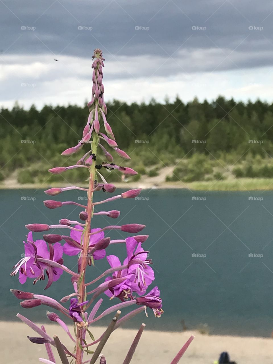 Flower and lake