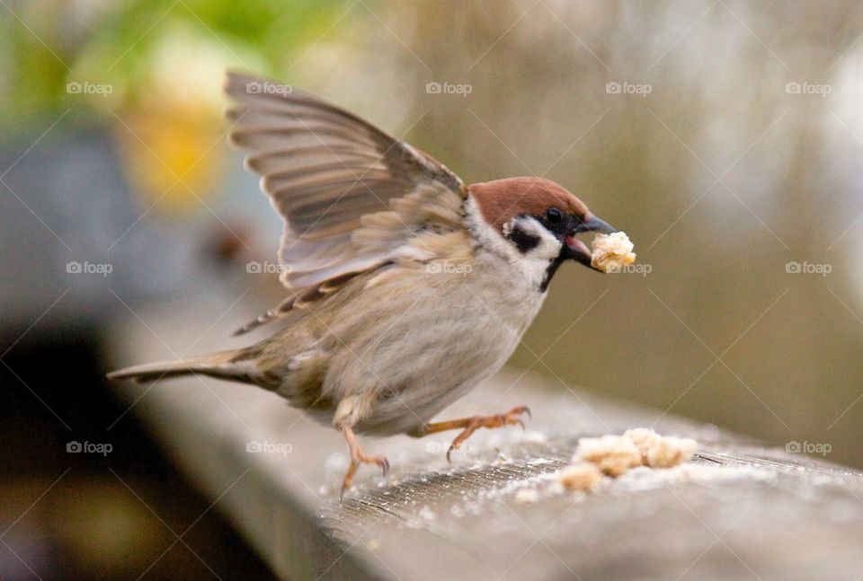 Sparrow with bread it's mouth