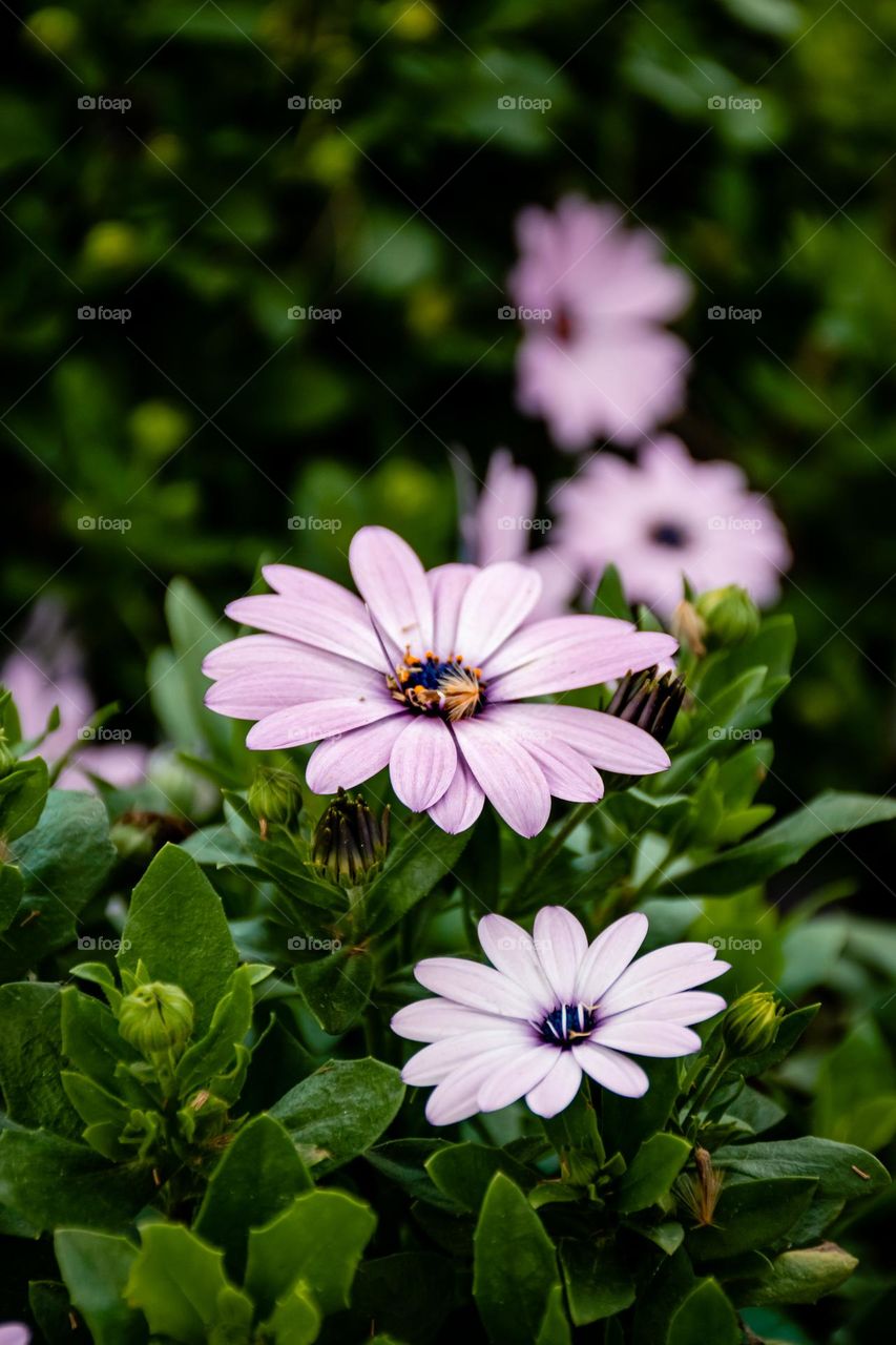 Flowers in the garden