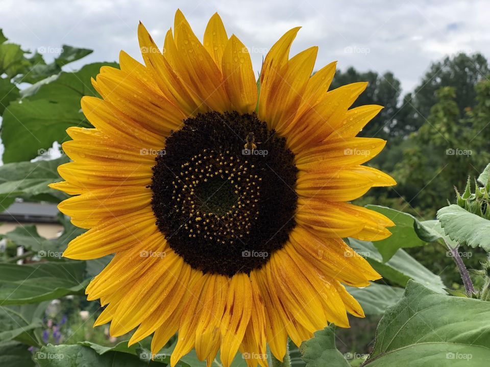 Sonnenblume mit fleißiger Biene