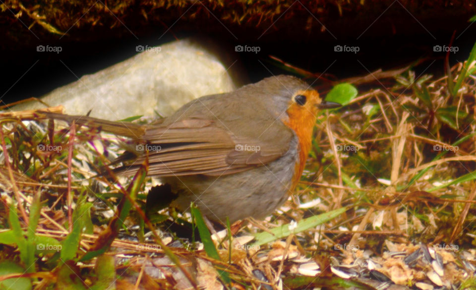 Robin (Erithacus rubecula)
