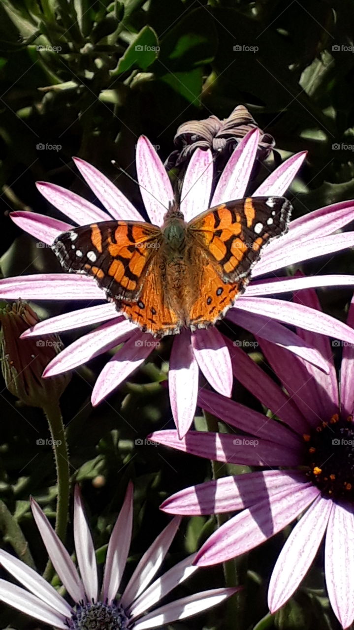 mariposa flores naturaleza