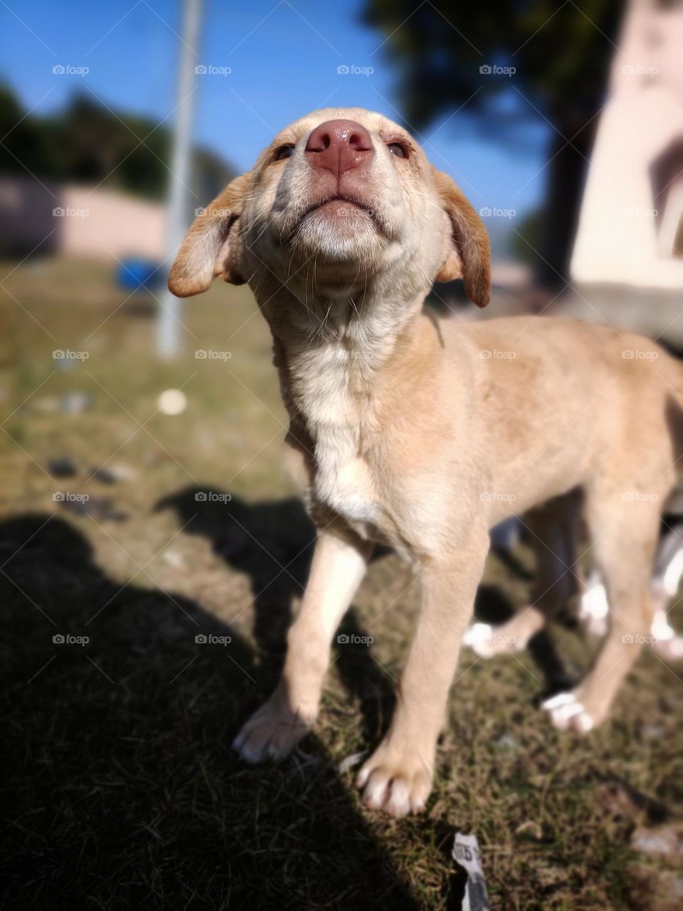 street dog's photography