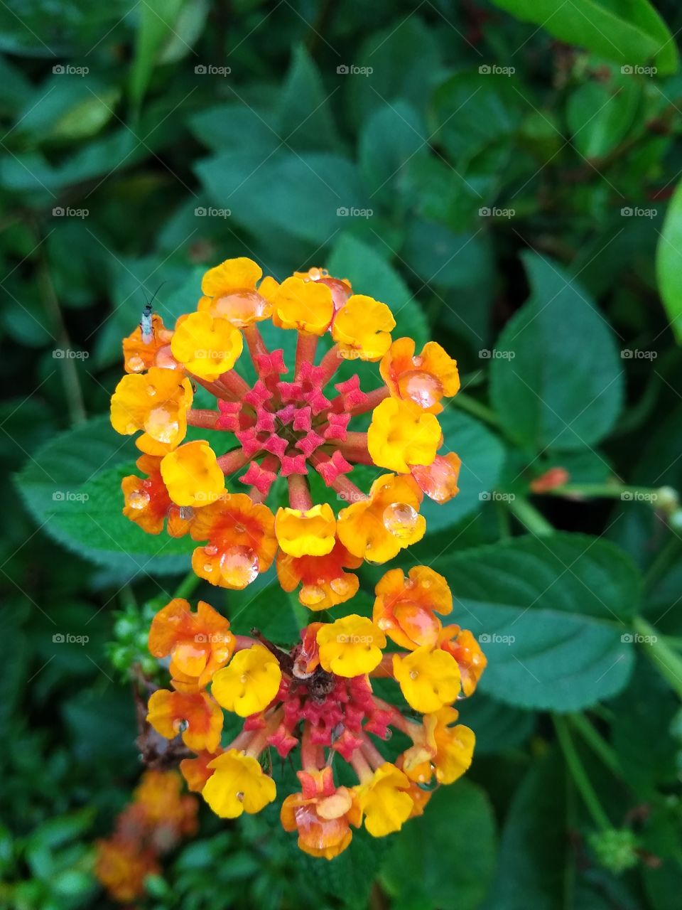 grey and yellow flower in garden