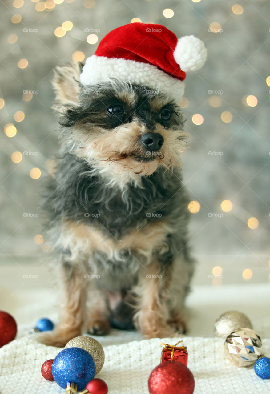 Yorkie Dog in Christmas