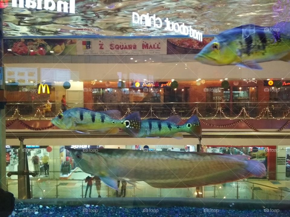 Very very nice fish Aquarium