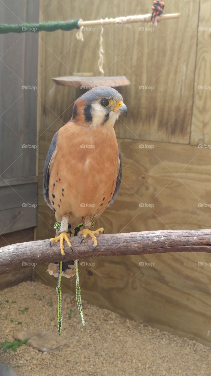 Friendly Falcon