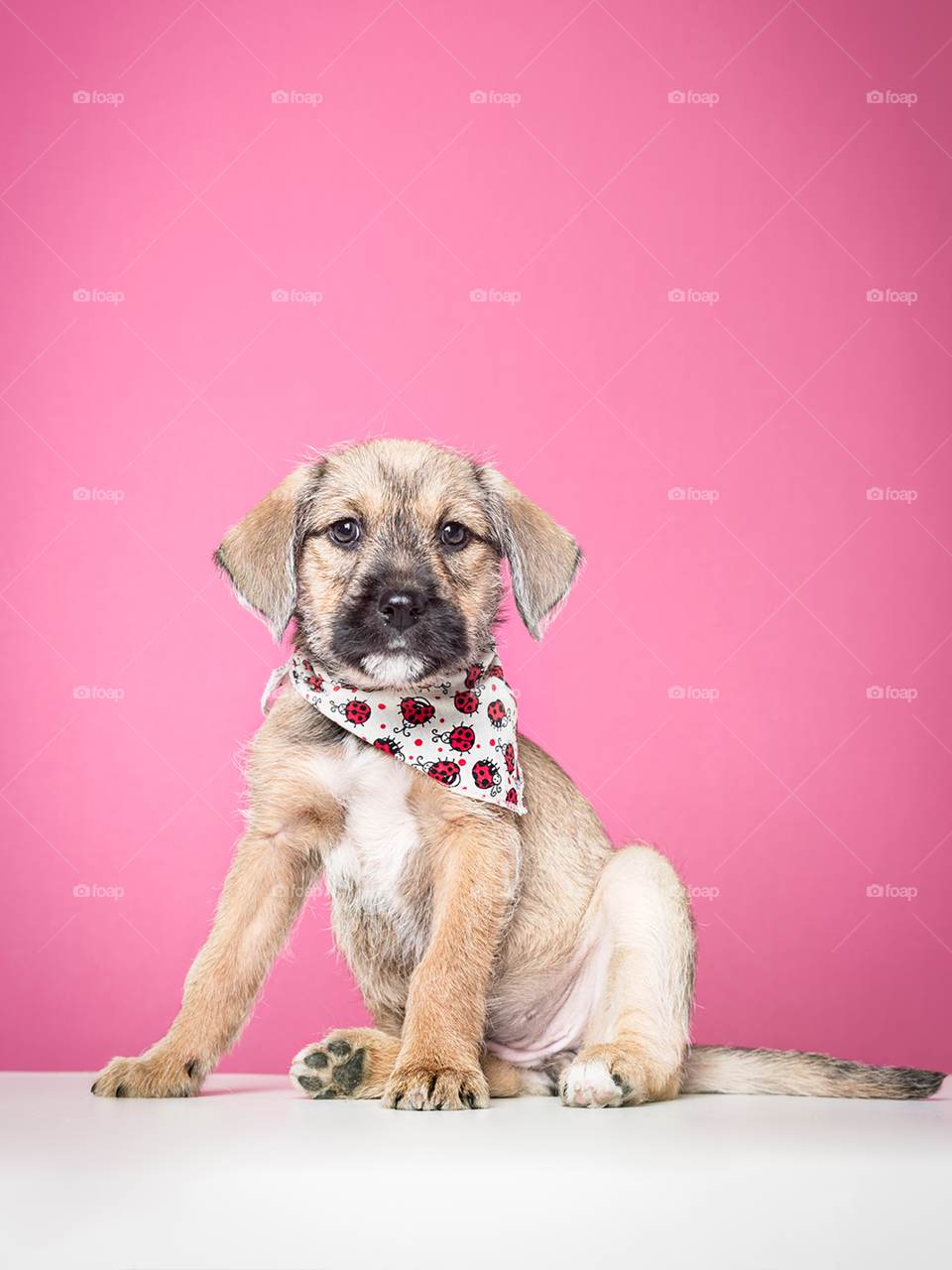 Puppy with ladybirds bandana