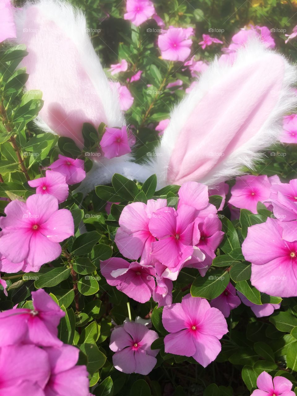 Peek a boo pink-warred bunny rabbit hiding in pink floral garden 