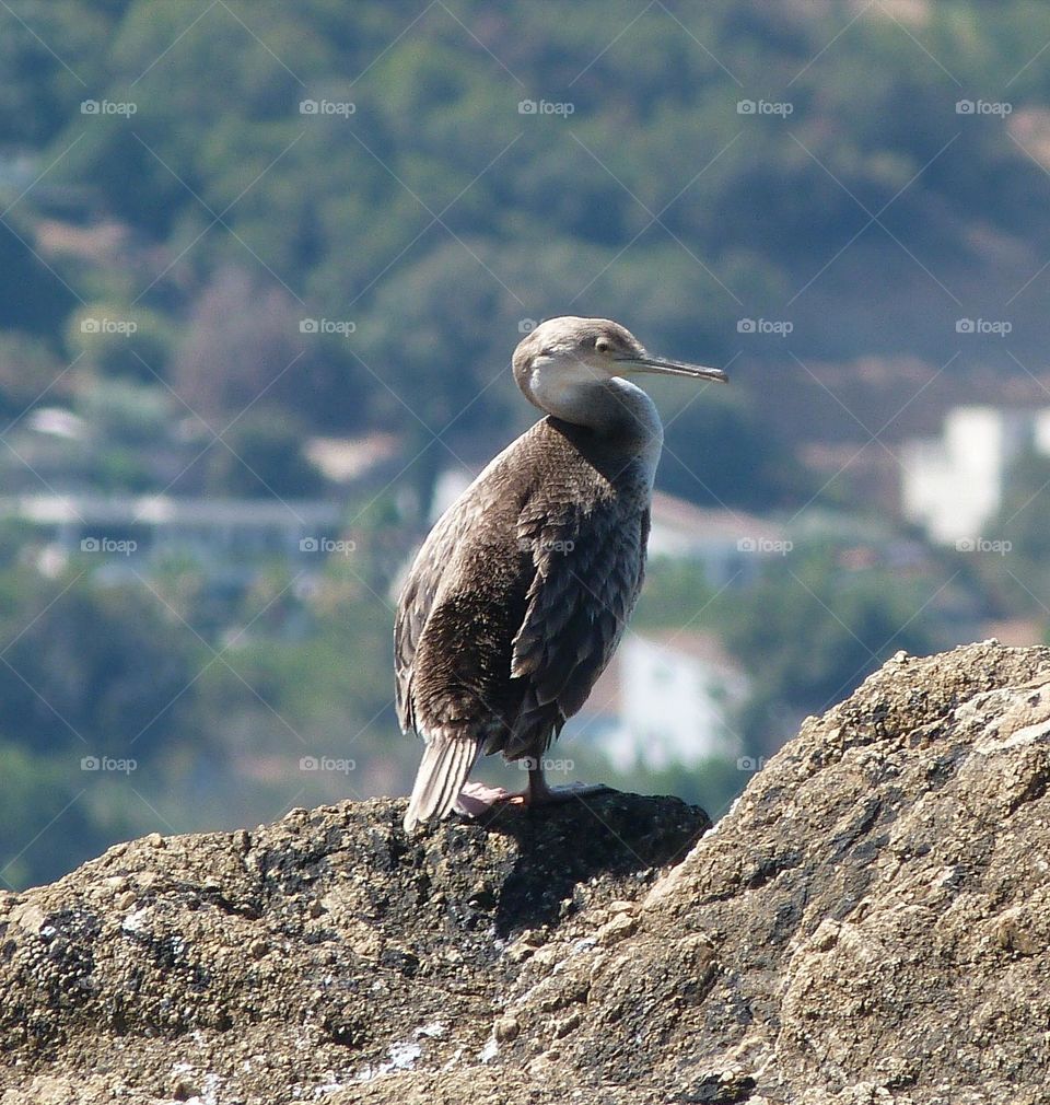 Bird on rock