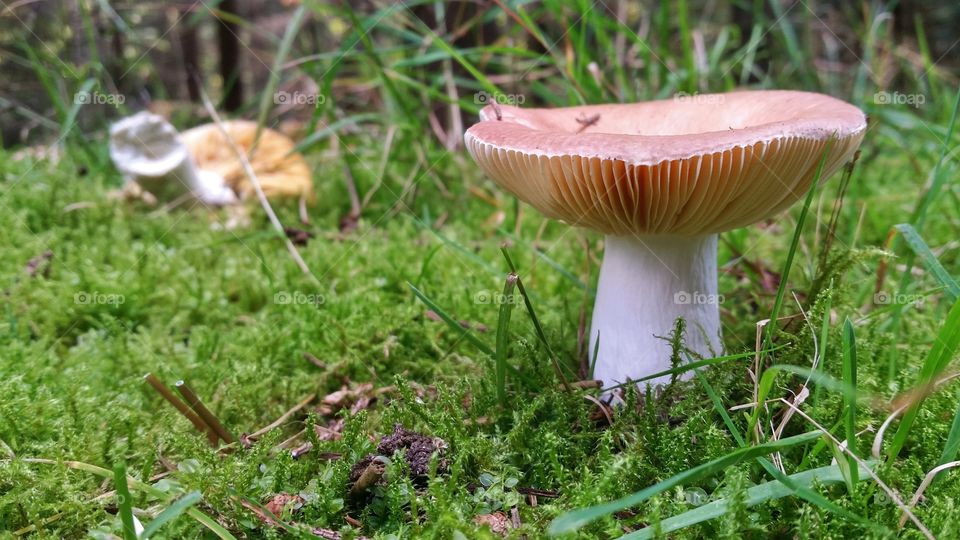 Chubby  Mushroom . Found these in a Norwegian forest 