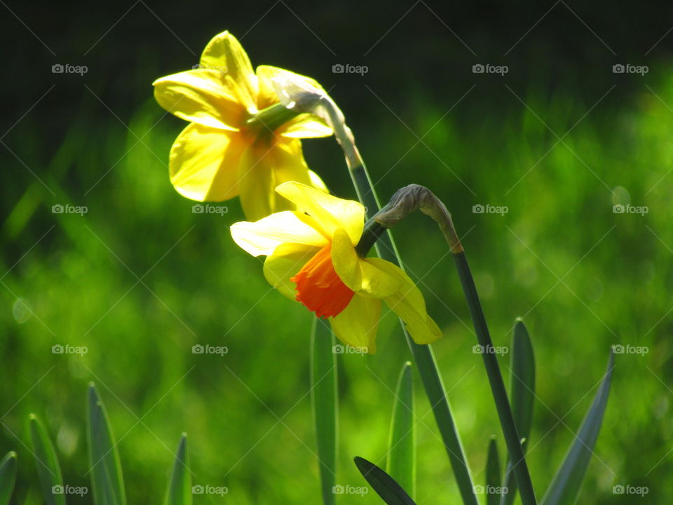 Daffodils