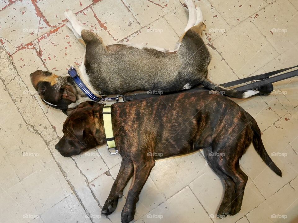 bullterrier And staffy