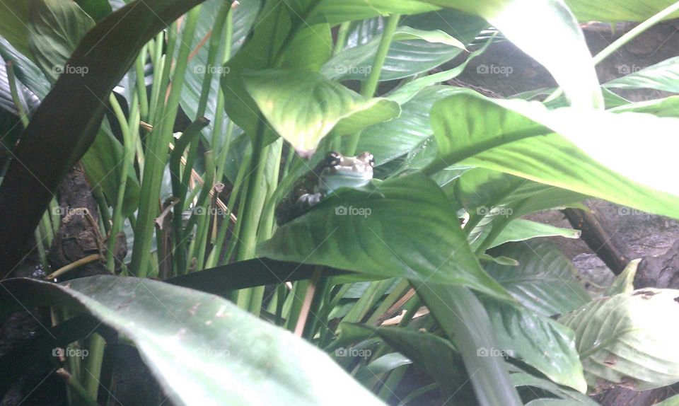 Frog Hiding In Leaves