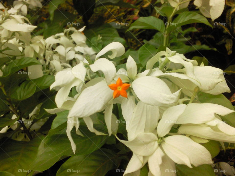 orange and white flowers