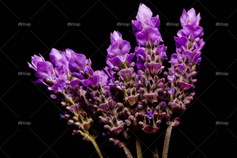 Purple Lavender Portrait