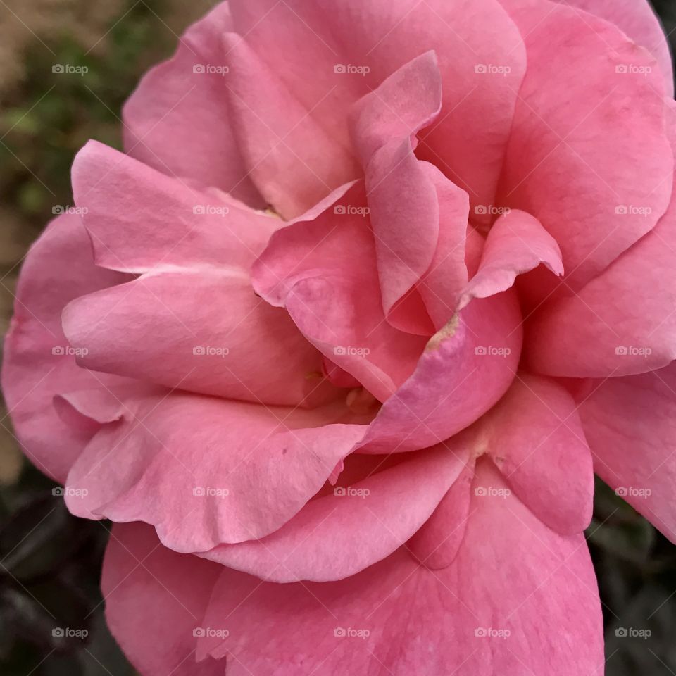 Pink Rose