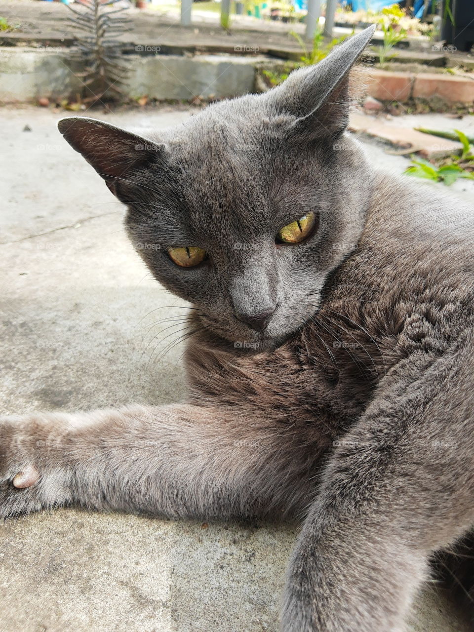 Grey cat with yellow eyes