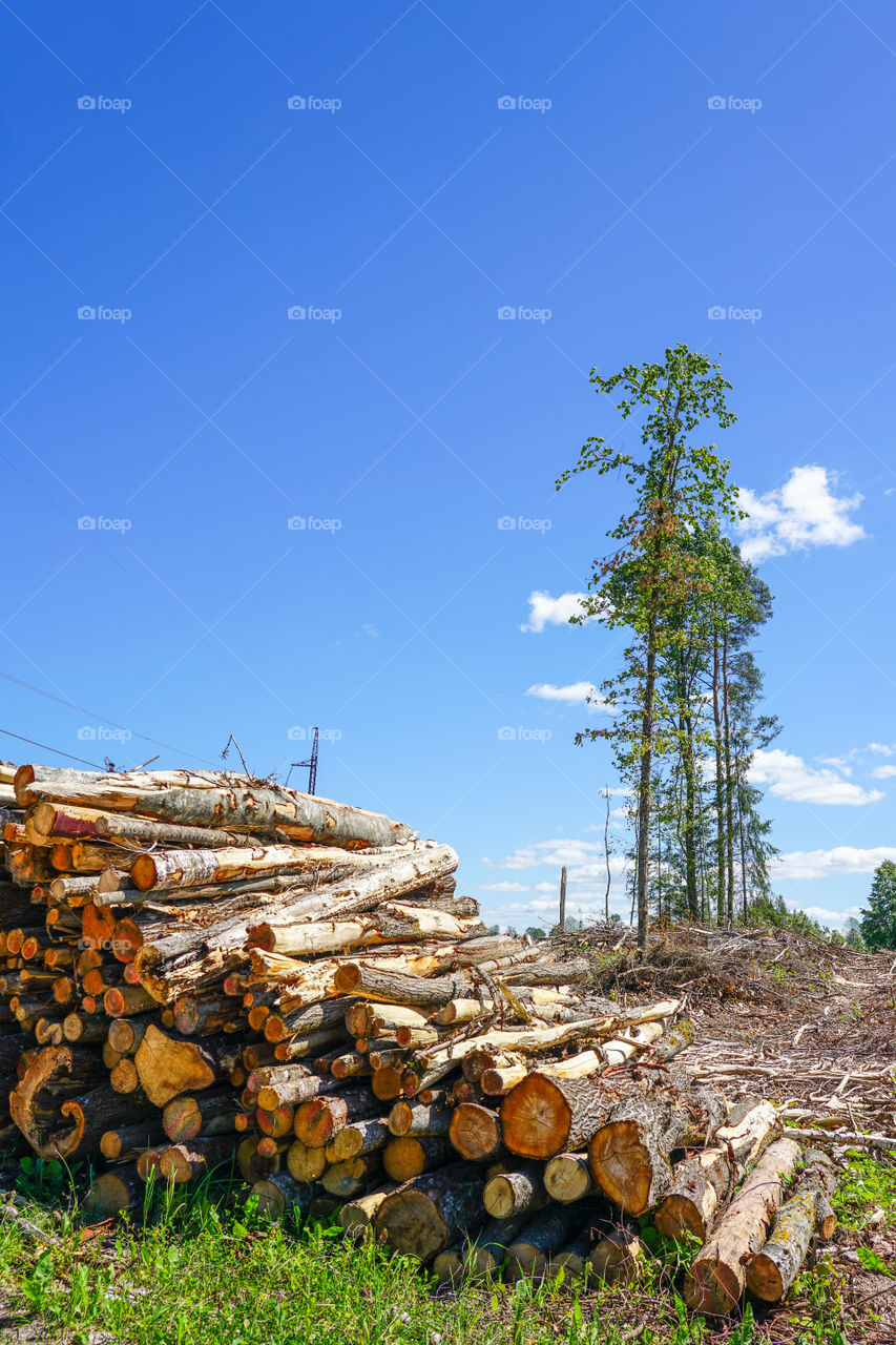 deforestation, stack of cutted trees ready for transportation, timber harvesting