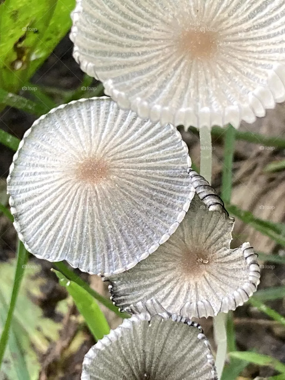 Fun with fungi