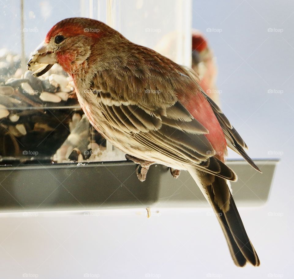 Beautiful red male finch!! 