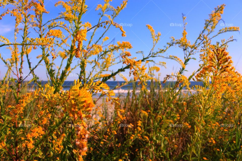 Spring is coming to the beach