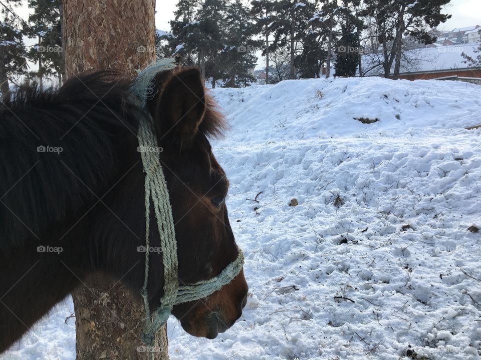 Horse on the snow