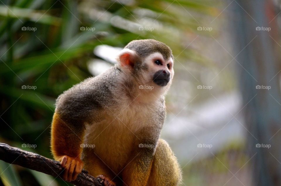 Close-up of monkey