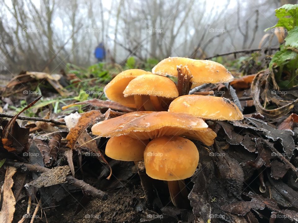 Riverbank Mushrooms 🍄