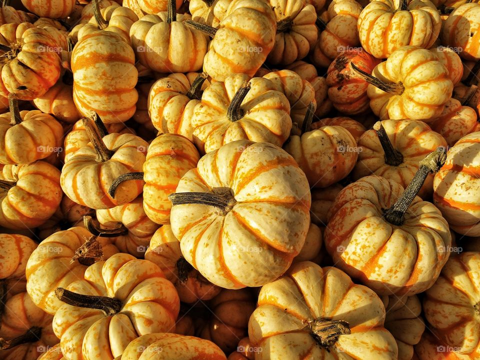 Pumpkins In The Golden Hour. Pumpkins In Golden Sunlight