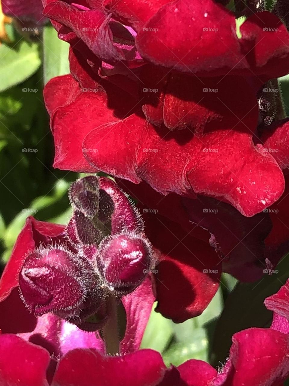 Buds ready to bloom at the bay house in Texas- love the details on the buds that survived the cold and wind this year!