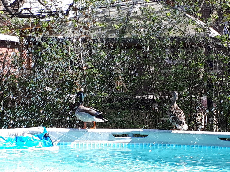 ducks pool