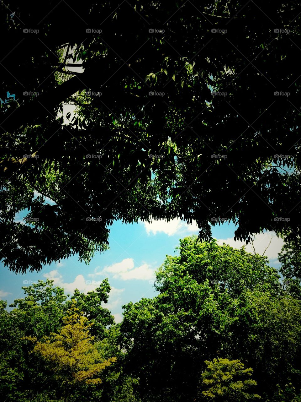 End of Spring in Bayside Queens, NYC. Beautiful Sunny Day. Looking through the Trees. Captured on Android Phone - Galaxy S7. May 2017.