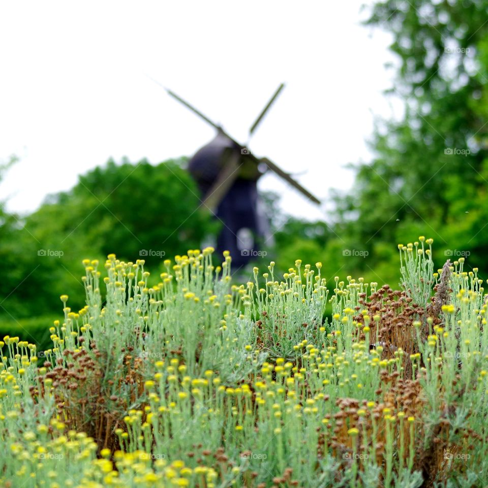 Flowerbed with windmill