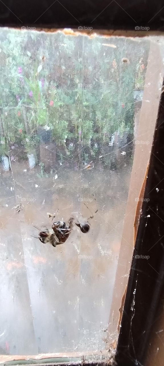 spider capturing bee