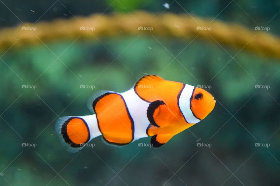 Clown Fish Swimming