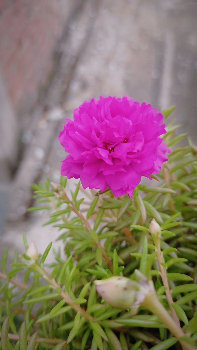 pink 10'o'clock flower