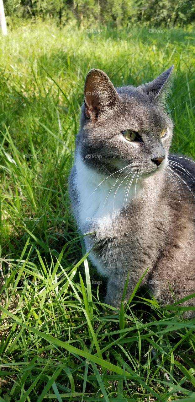 grey cat in the grass
