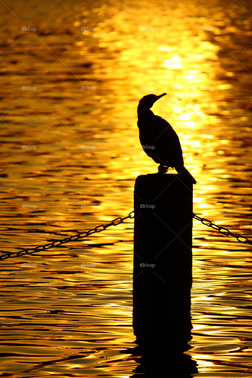 nature sunset bird reflection by simonfzr
