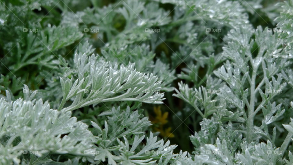 Fuzzy Coastal Sagewort