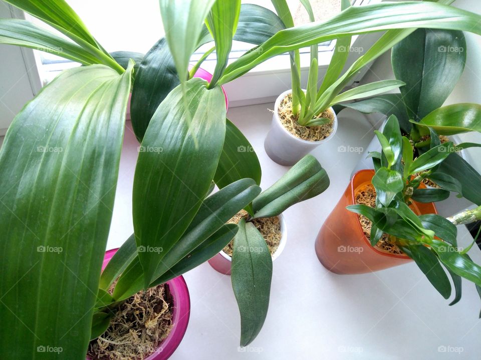 green house plants on a window