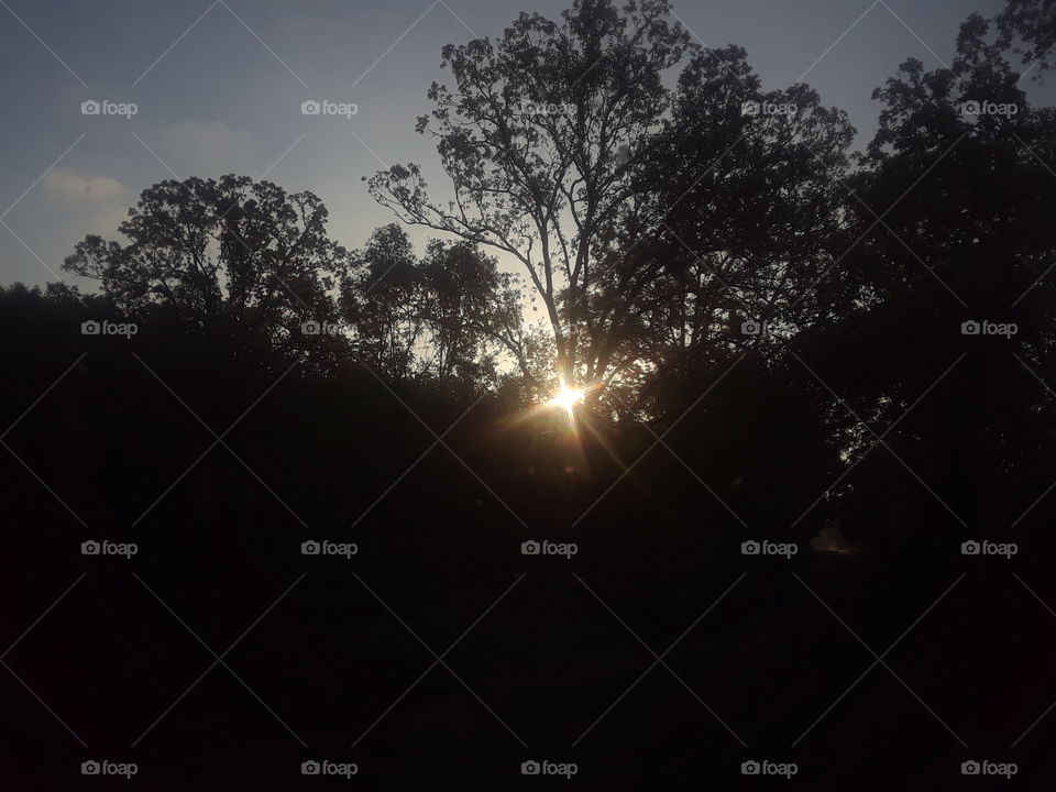 Sun in trees