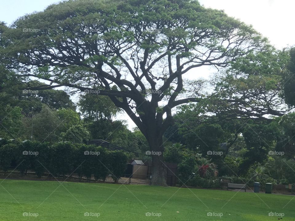 Hawaiian tree