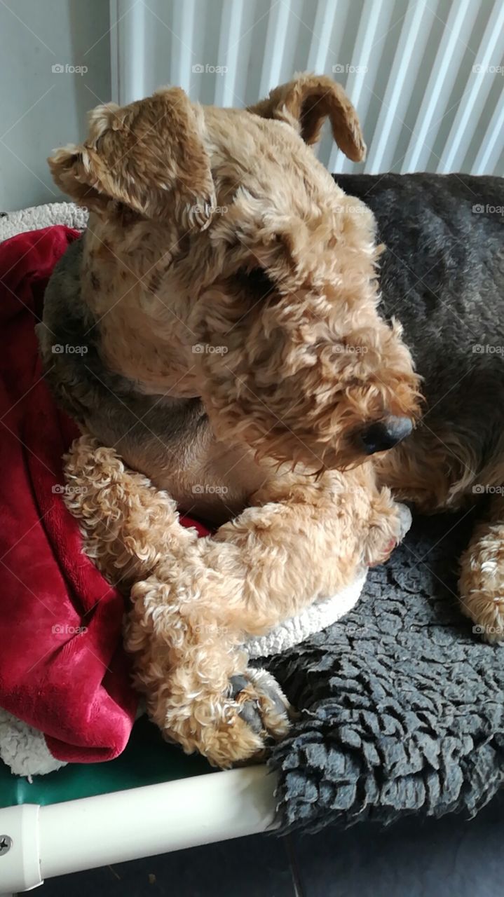 7 year old Airedale Terrier, Leah, lying on her blanket.
