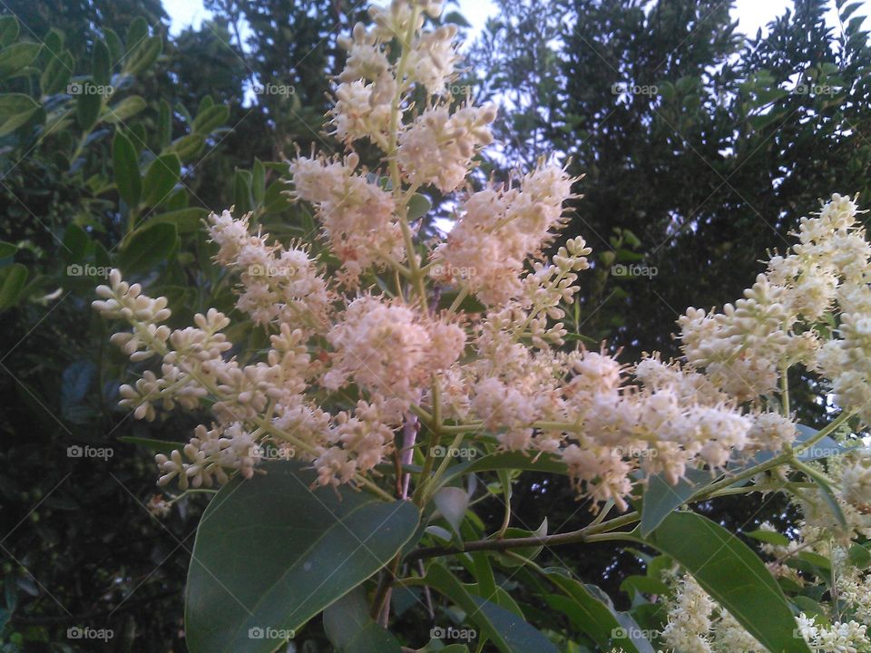 white flowers 2. this is a better view of this flower