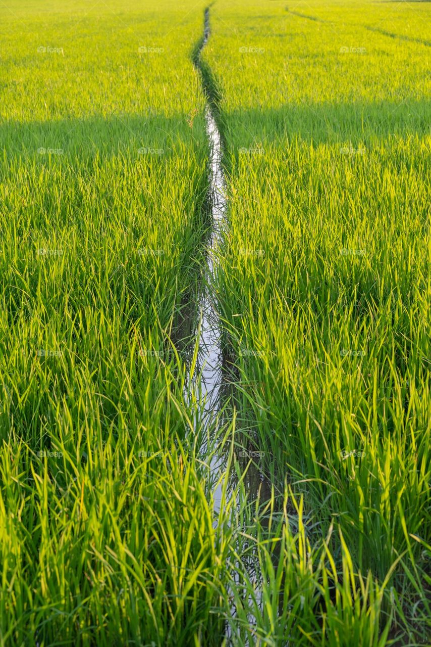 Paddy rice background photo