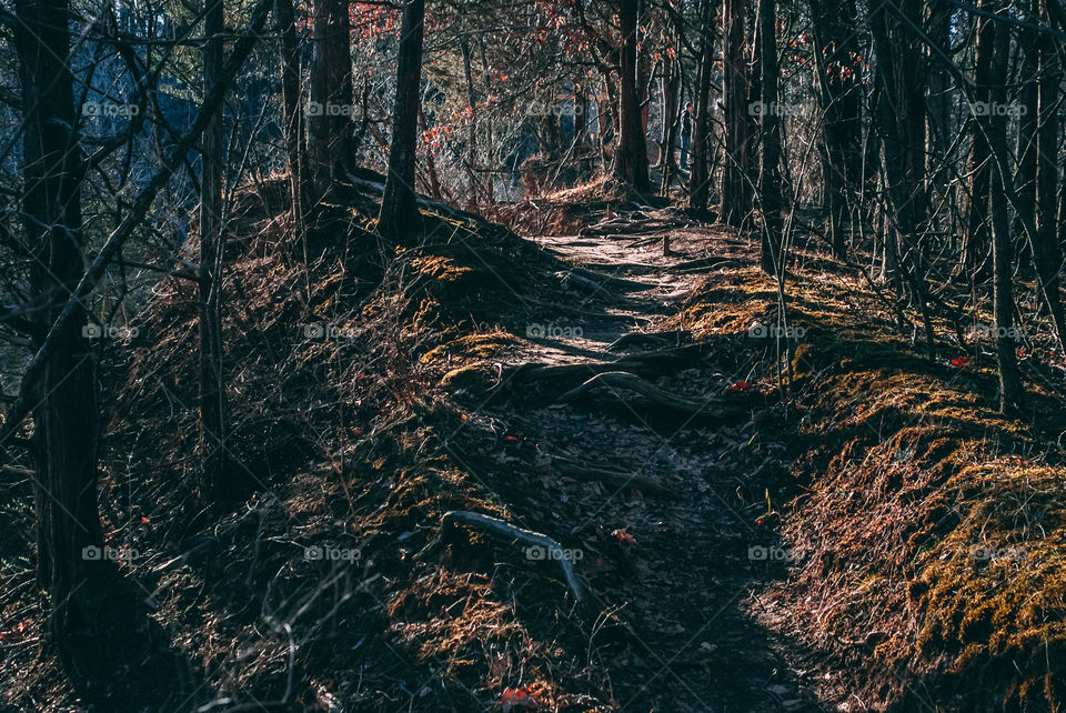 Trail through the woods 